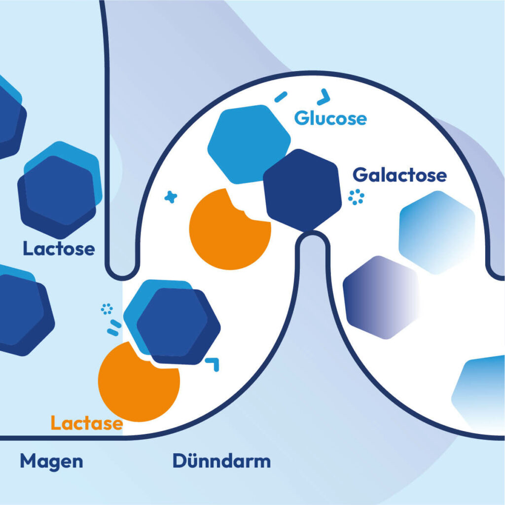 Infografik mit Magen und Dickdarm zeigt die Entstehung von Laktoseintoleranz.