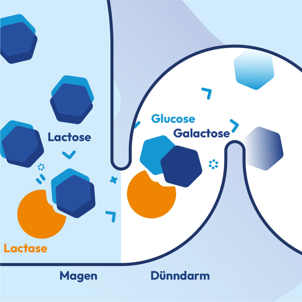 Infografik zur Wirkung der Laktase im Magen und Dünndarm