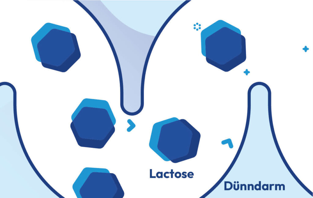 Was Ist Laktose Einfach Erklärt Laktoseintolernz: Ursachen, Symptome, Formen, Tests & Hilfe