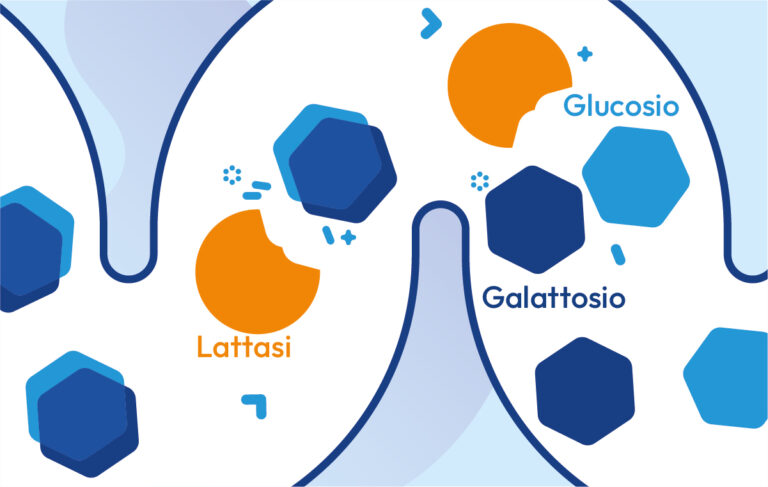 Che cos'è la lattasi?