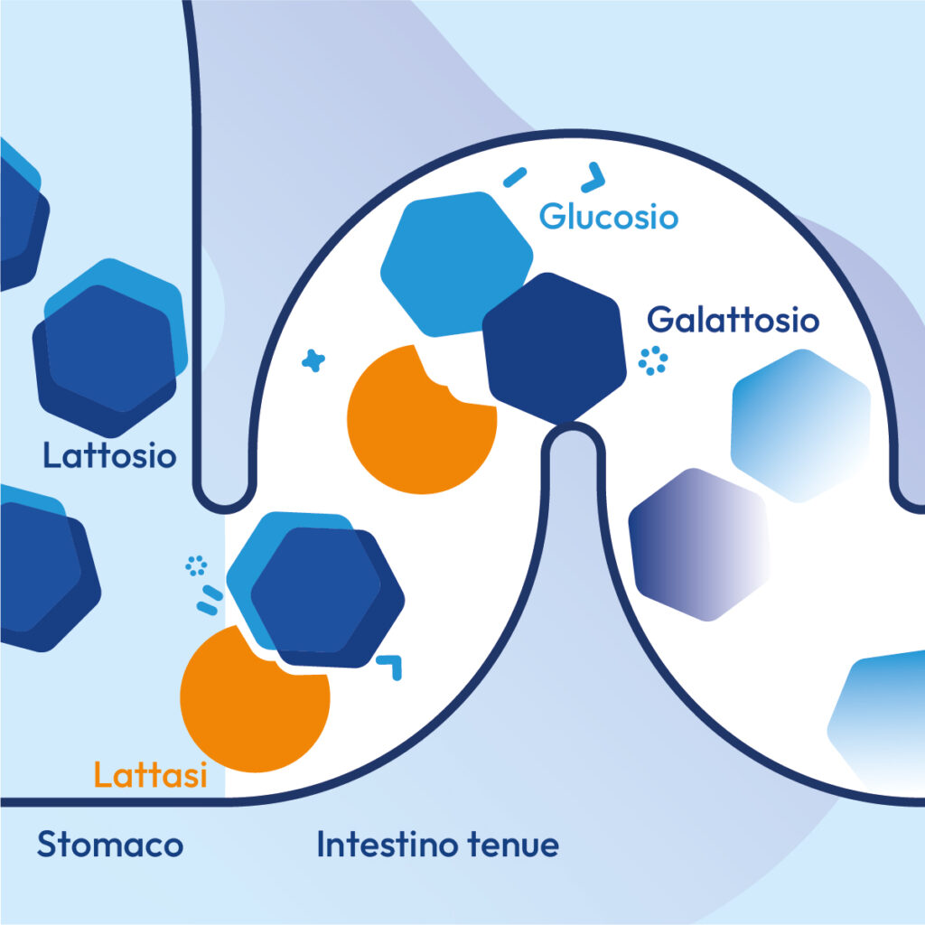 Infografica sul meccanismo d'azione della lattasi